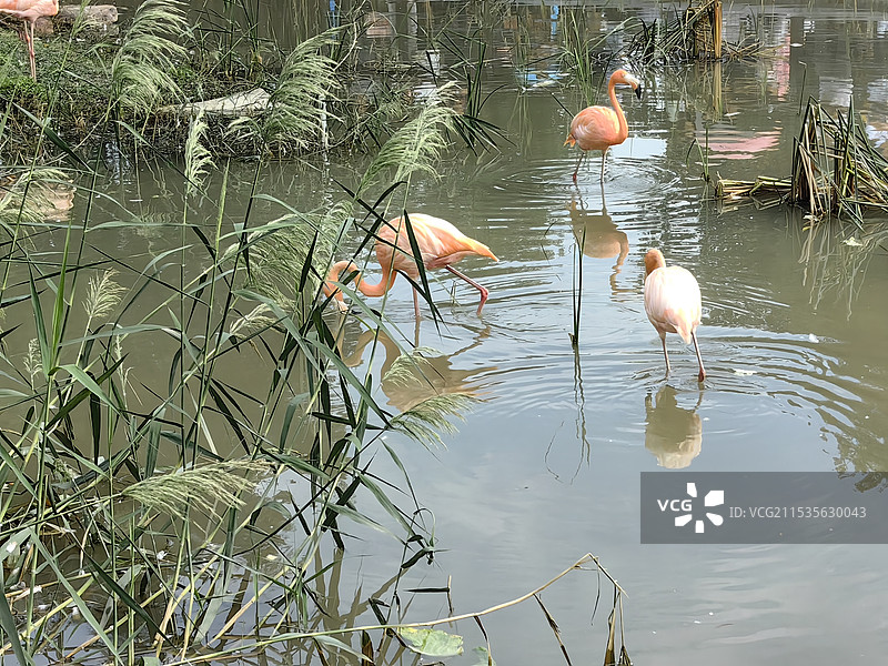 红鹮火烈鸟图片素材