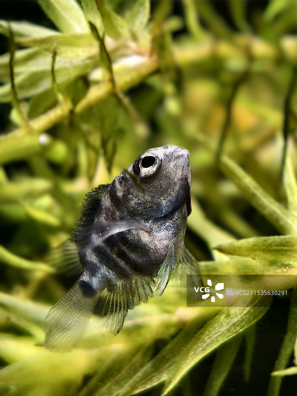 亲嘴鱼图片素材