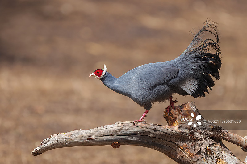 祁连山蓝马鸡图片素材