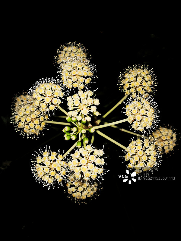 黑色背景下的花朵特写镜头图片素材