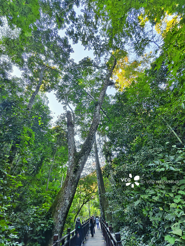 西双版纳原始森林公园图片素材