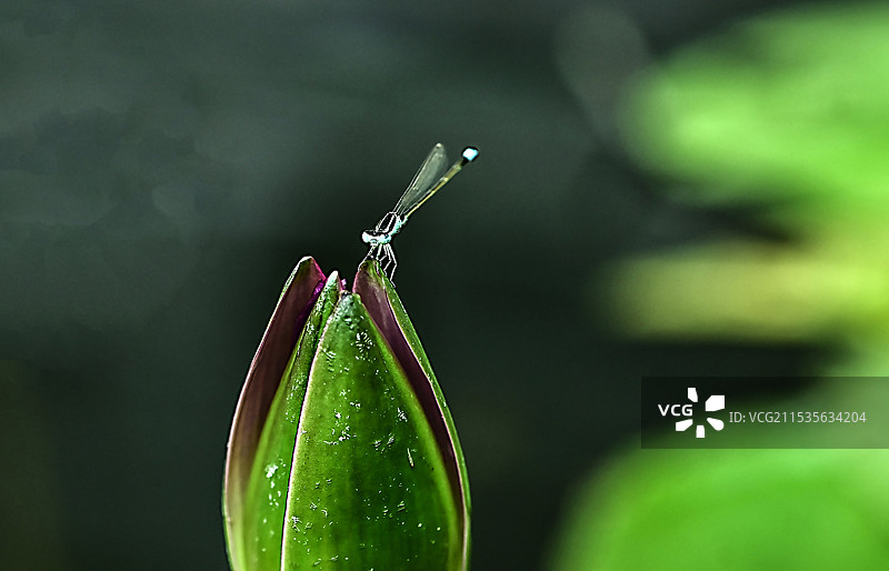 蜻蜓栖息在睡莲花苞上图片素材