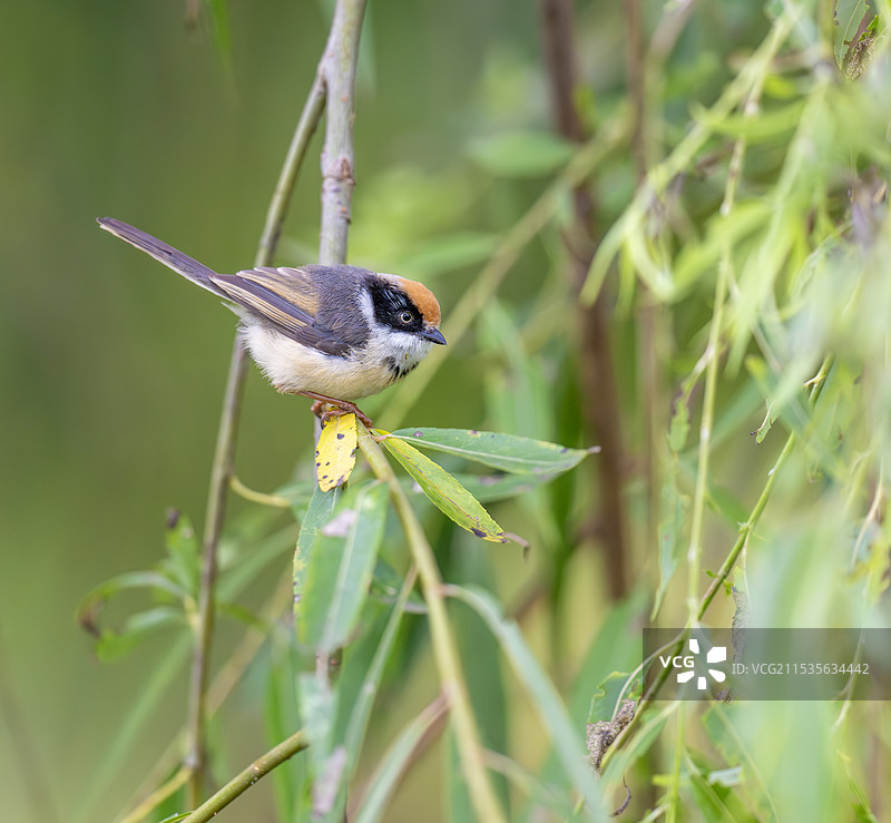 枝头的小鸟图片素材