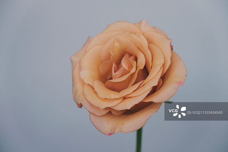 玫瑰莫泊图片素材