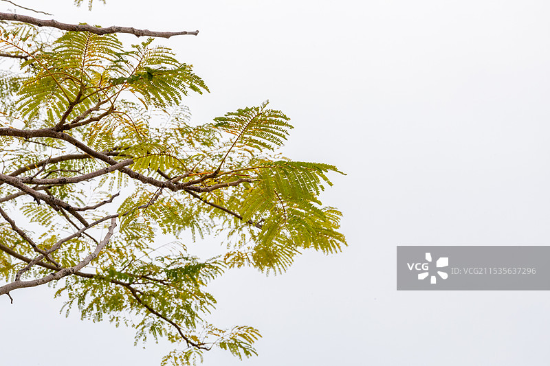 极简风树叶树枝图片素材