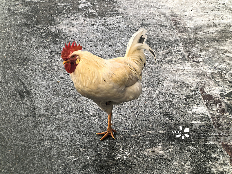 金鸡独立图片素材