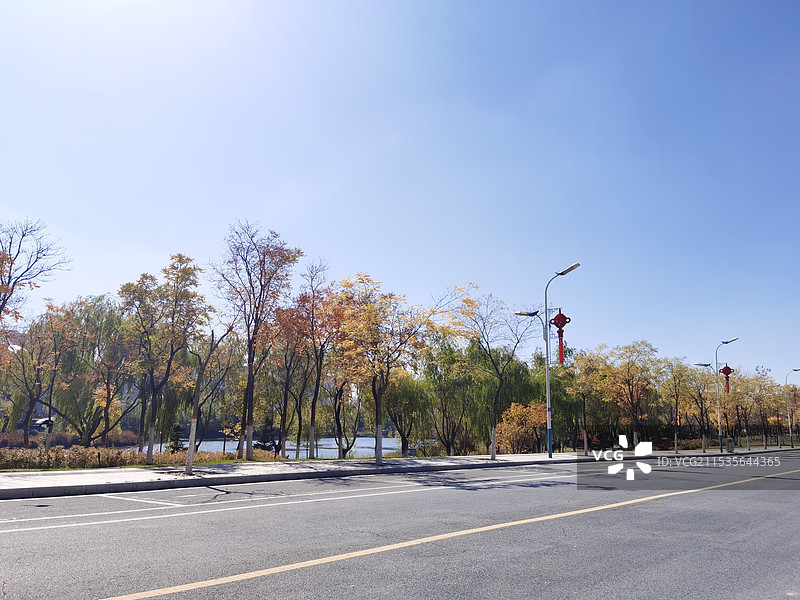 初秋马路边的树图片素材
