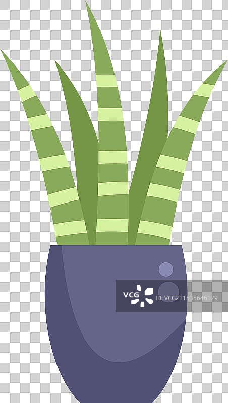 蓝色花盆中生长的绿色条纹植物，极简风格图片素材