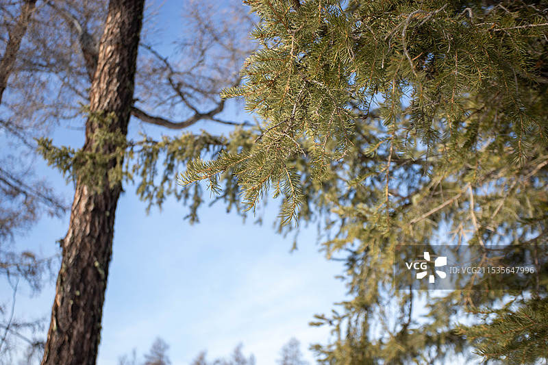 松树树叶的特写镜头图片素材