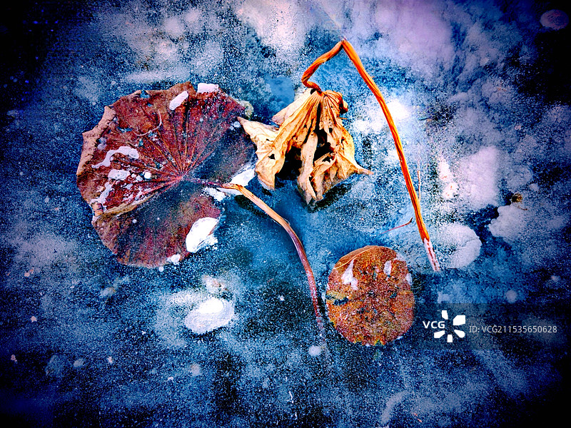 冬之韵图片素材