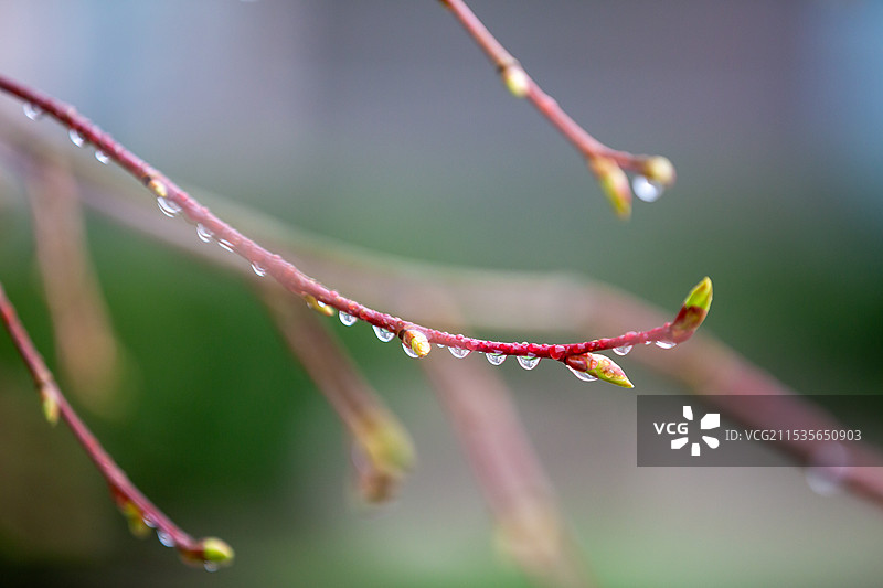 谷雨期间雨后的新芽上雨滴晶莹剔透图片素材