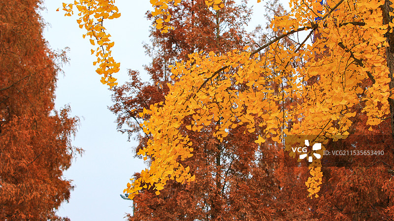 金黄的银杏树叶背景图片素材