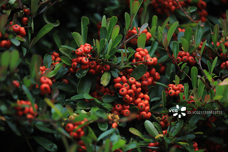 火红的火把果火棘图片素材