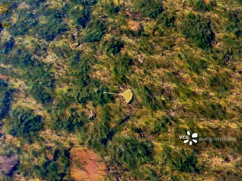 北溪村溪中水下的银杏叶图片素材