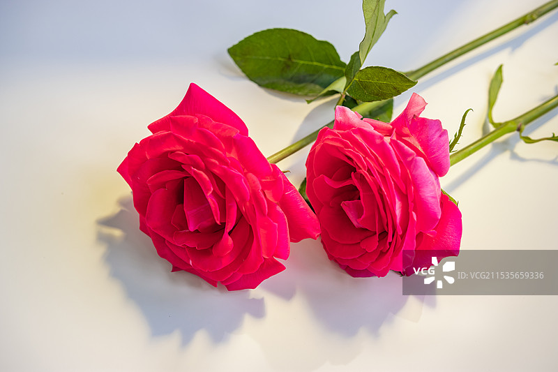 弗洛伊德玫瑰花特写图片素材