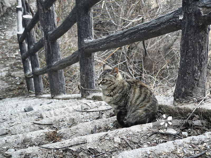洛阳老君山狸花猫图片素材