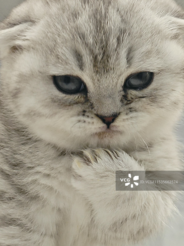 不开心-猫咪图片素材