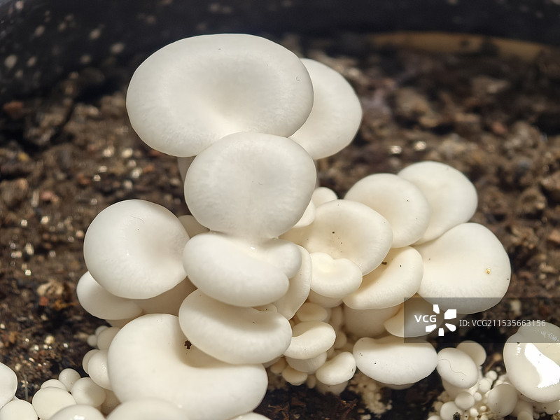 生长中的白平菇。食用菌植物特写图片素材