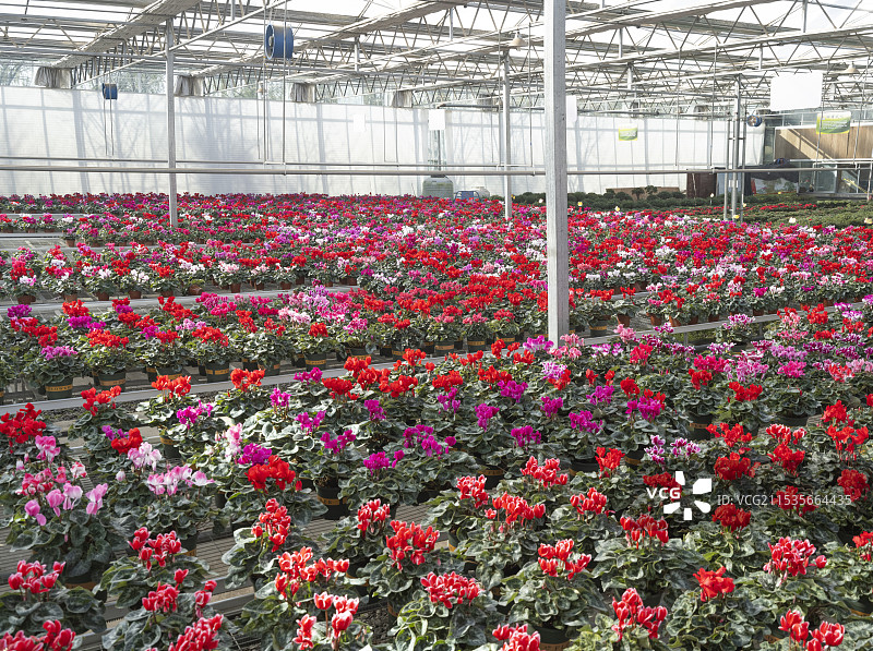 大棚花卉无土栽培基地图片素材