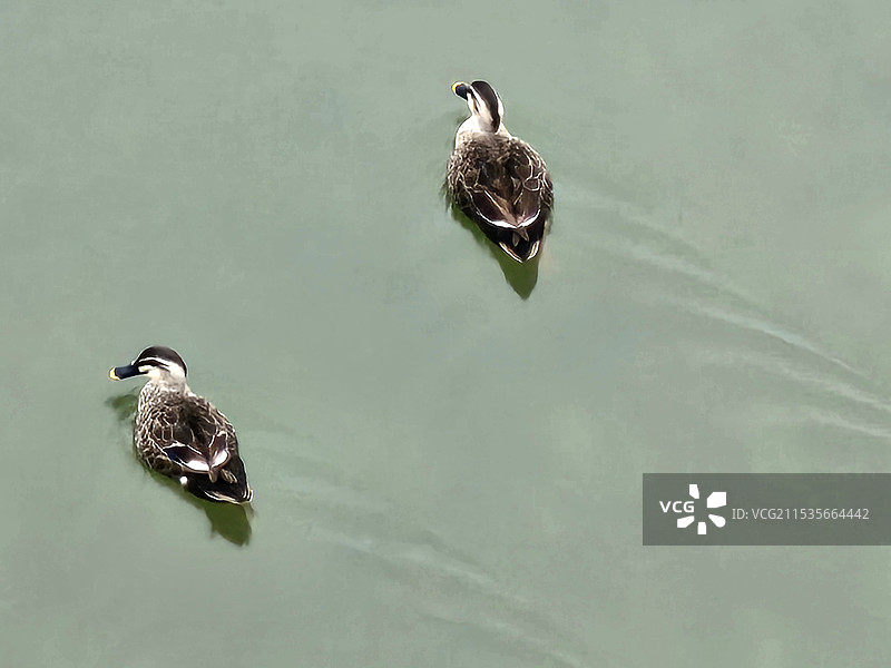 野鸭（手机高视角拍）图片素材