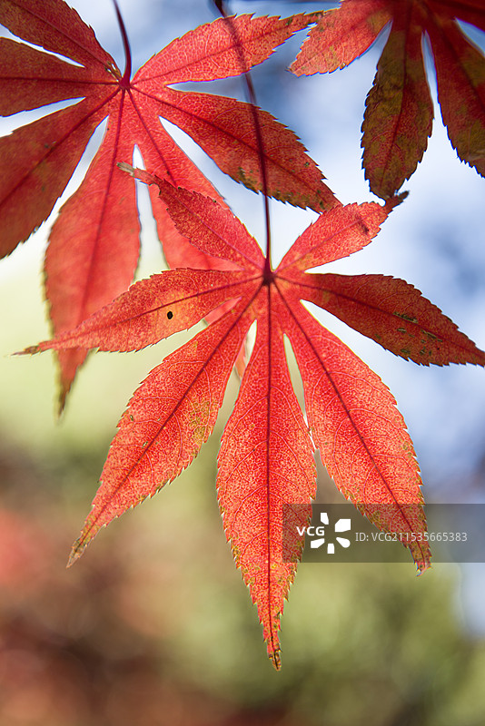枫叶特写镜头图片素材