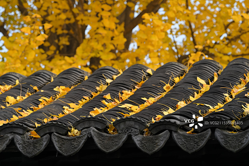 瓦楞上的银杏落叶图片素材