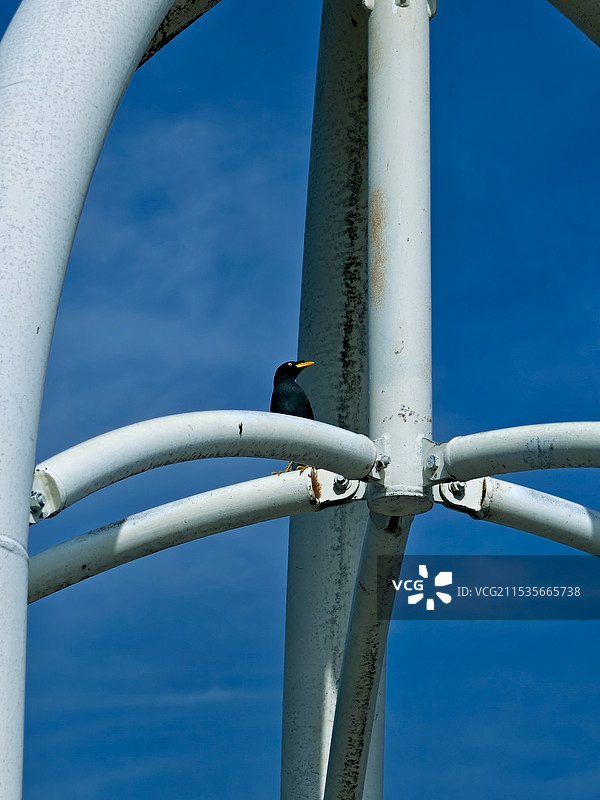 马来西亚布城粉红清真寺的八哥图片素材