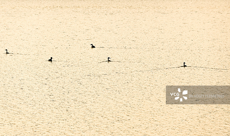 夕阳湖面游泳的野鸭图片素材