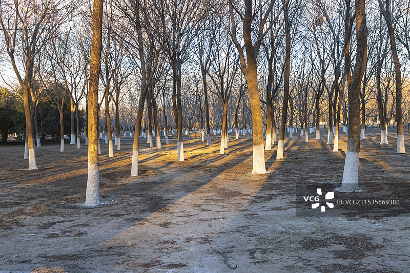 秋天萧瑟的树林图片素材