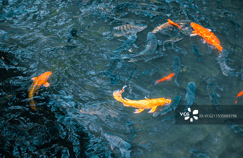 鱼翔浅底图片素材