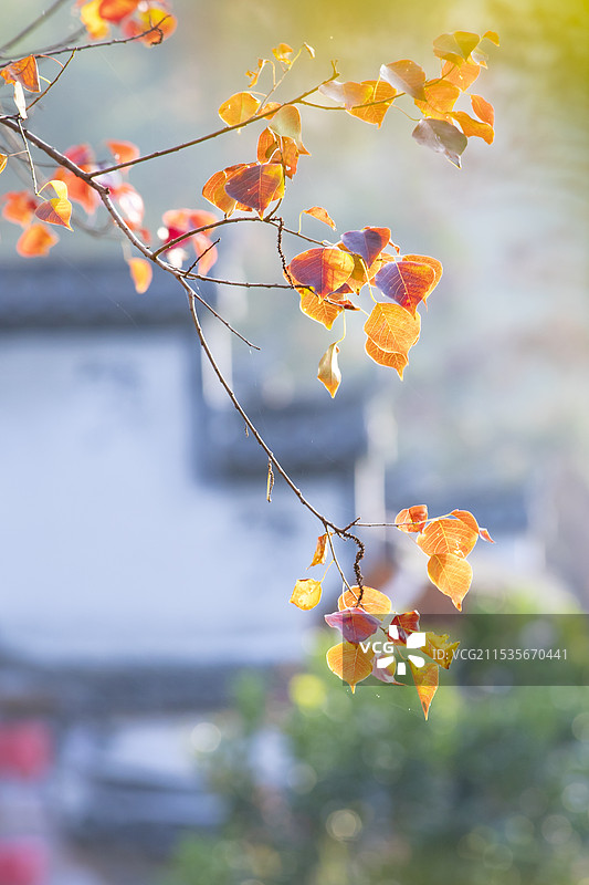 徽州马头墙和乌桕构成的秋色图图片素材