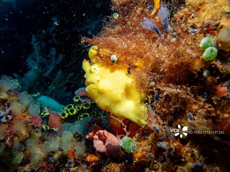 黄金伪装者:襞鱼图片素材