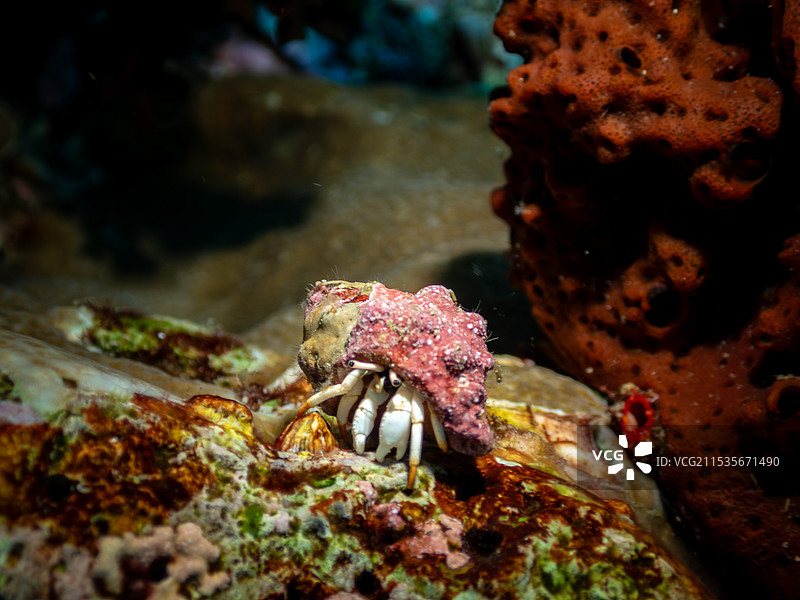 珊瑚礁间的寄居蟹漫步图片素材