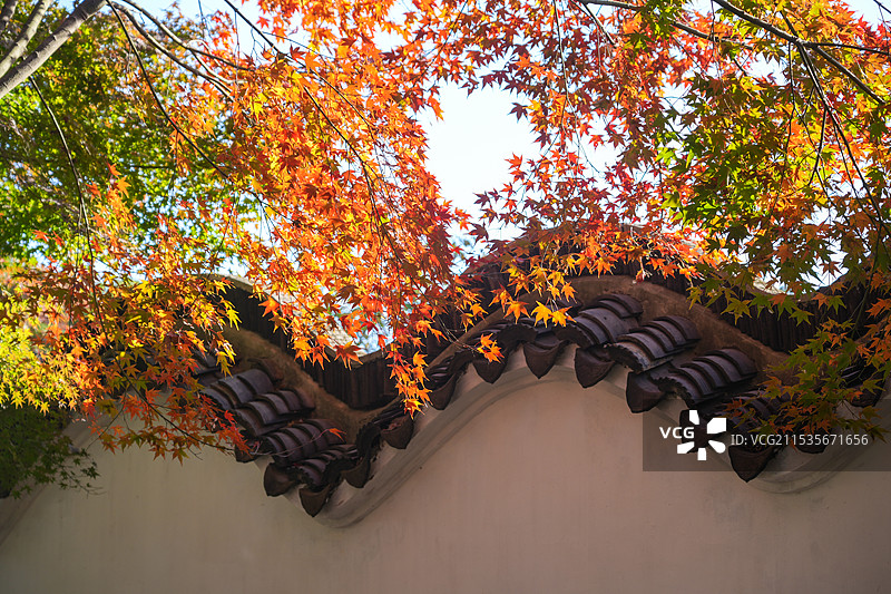 秋天枫叶季节的黑瓦白墙古建筑图片素材