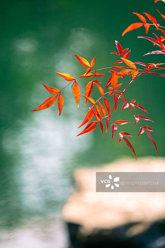 苏州可园内红色的秋叶特写图片素材