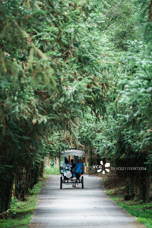 林间的马车图片素材