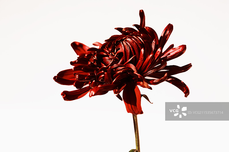 黑金菊图片素材