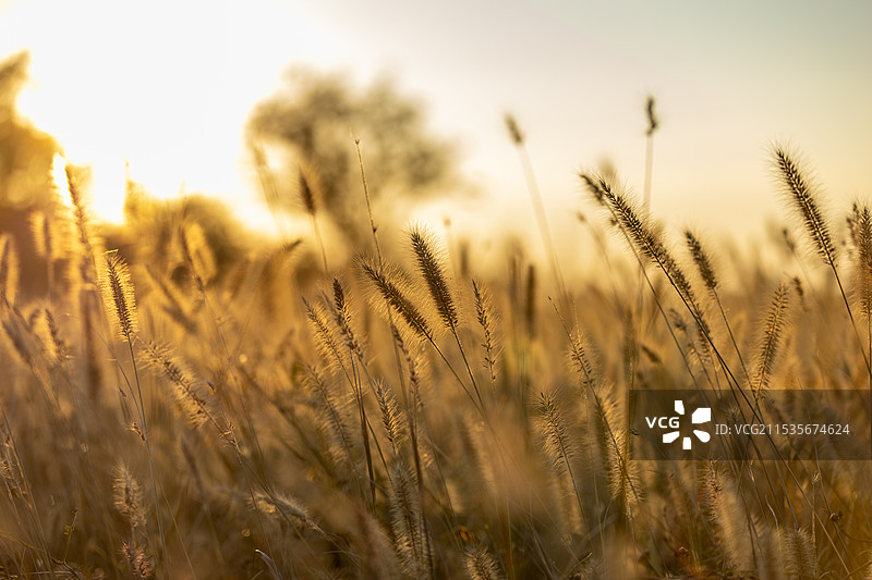 秋日阳光下的狗尾巴草图片素材