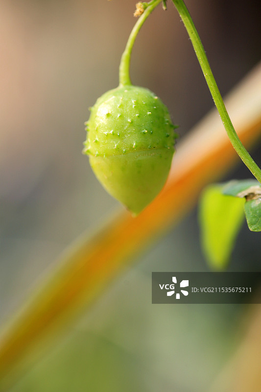 初冬植物部分特写图片素材