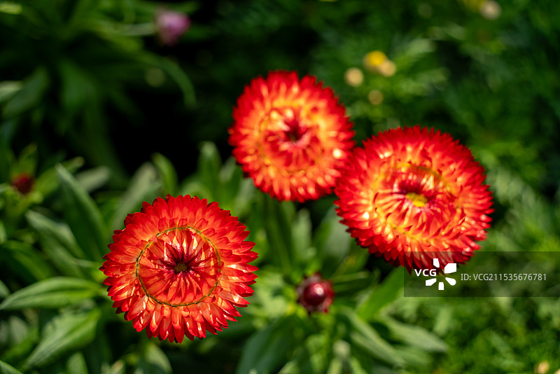 各种观赏花图片素材