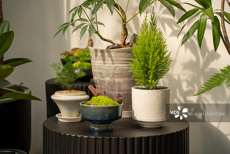 各种观赏花图片素材