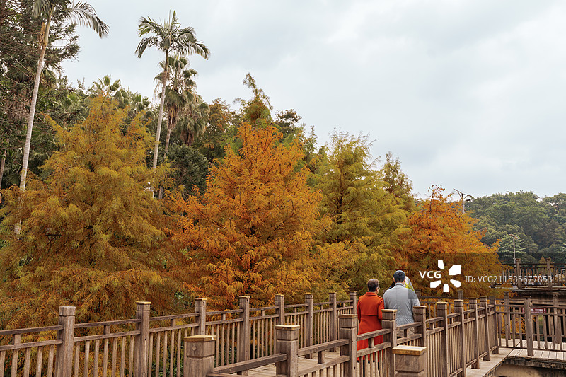 福州森林公园水杉图片素材