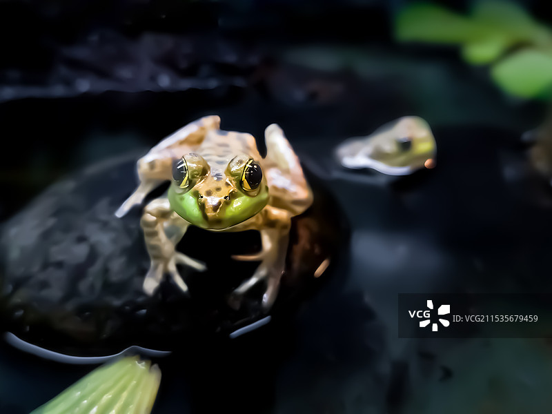 黑斑蛙图片素材