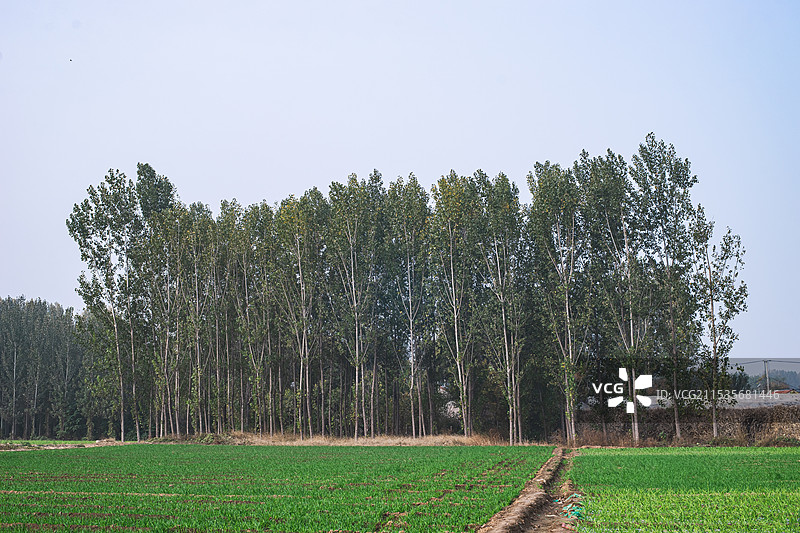 中国野外自然环境拍摄主题，乡村道路和两侧的杨树林，户外白昼无人图像摄影图片素材