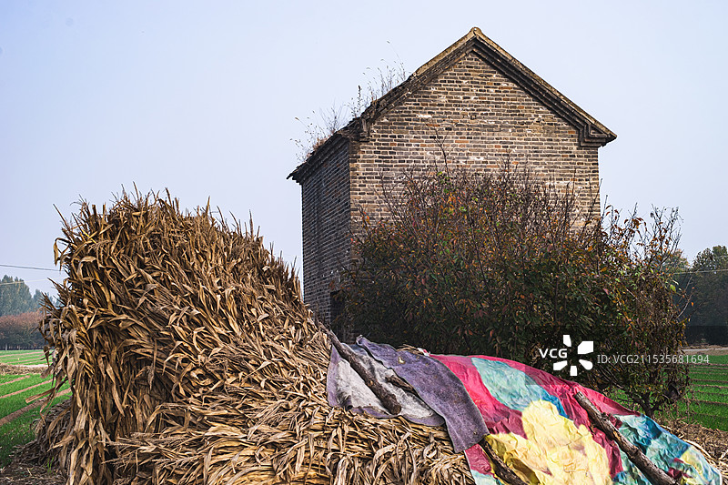 中国农作物拍摄主题，田地里的干枯的黄色的玉米秸秆和背后的房屋，户外白昼无人图像摄影图片素材