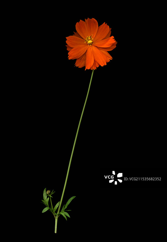 黑色背景下的花朵特写镜头图片素材