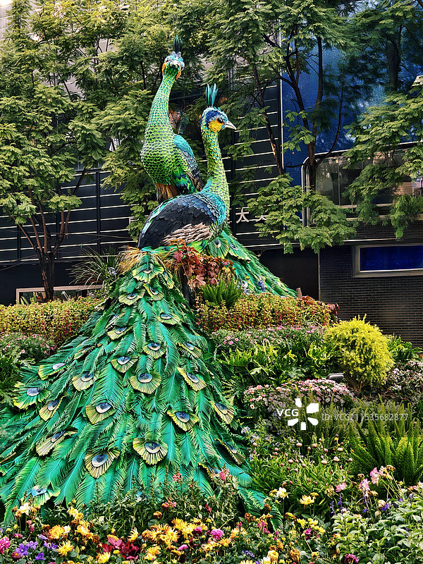 孔雀开屏（昆明南屏街景观）图片素材