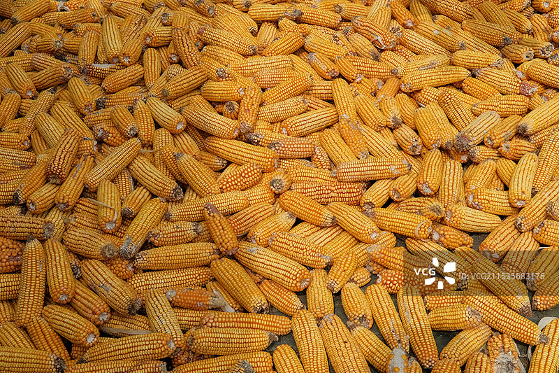 玉米全帧拍摄图片素材