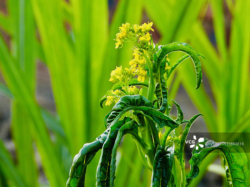 芥菜花图片素材