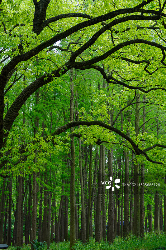 共青森林公园图片素材